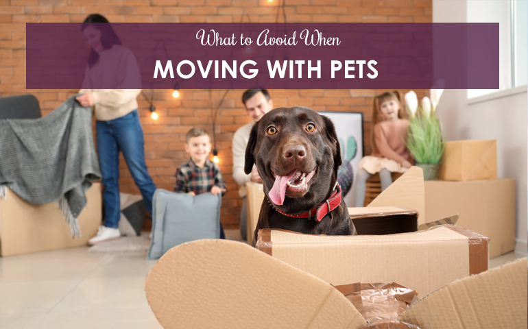 What To Avoid When Moving With Pets